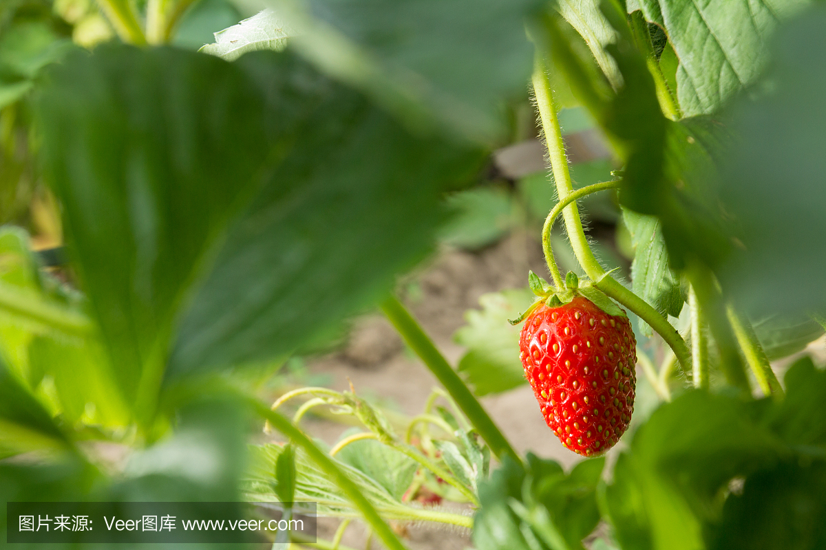非常美味的草莓。草莓作物。紅色,多汁,大漿果。香甜可口的漿果。
