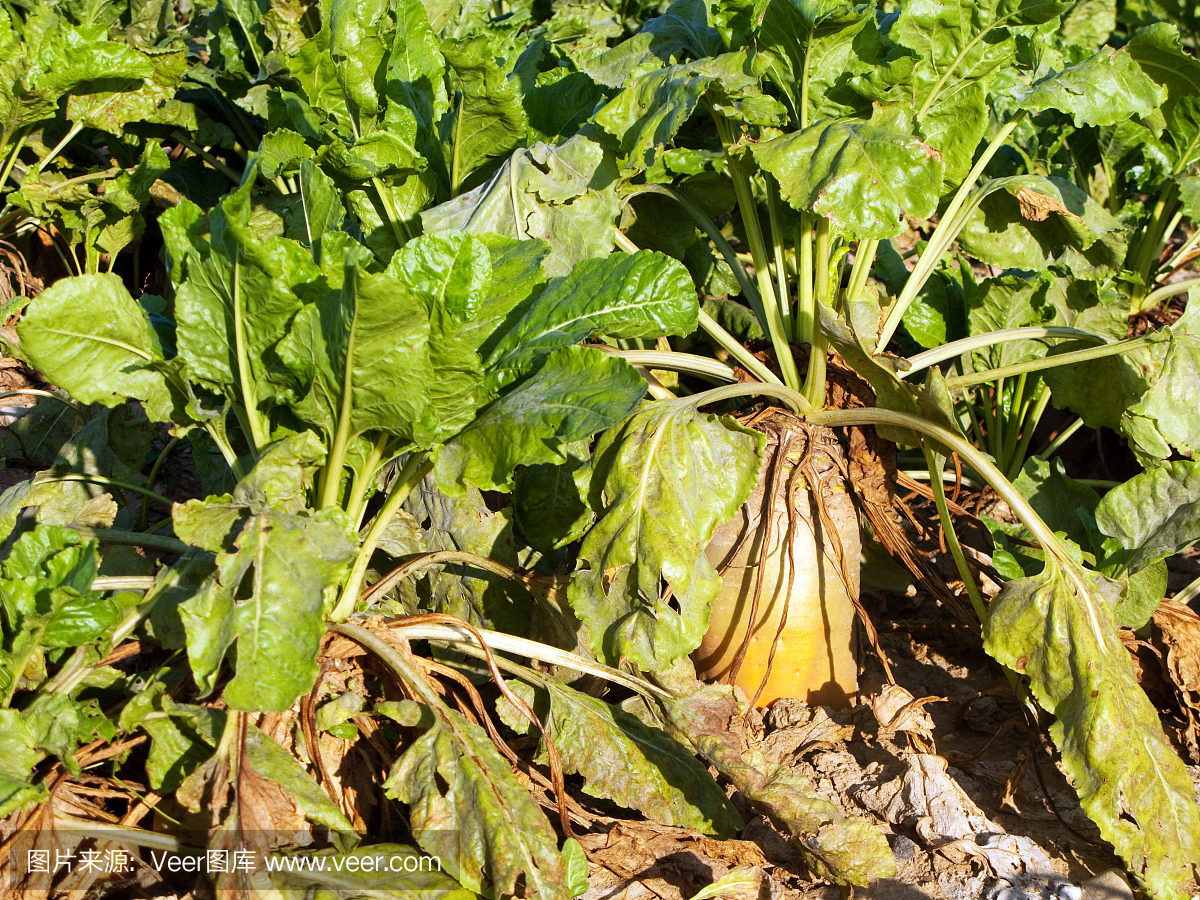 在金色的陽(yáng)光下種植著甜菜