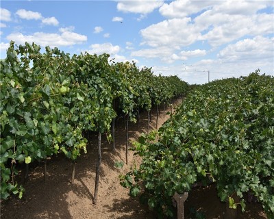 陽(yáng)高縣尉家小堡&ldquo;北國(guó)明珠&rdquo;產(chǎn)業(yè)的喜和憂