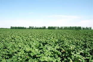 農(nóng)業(yè)專家 想要投資農(nóng)業(yè) 先來學(xué)學(xué)農(nóng)業(yè)知識(shí)